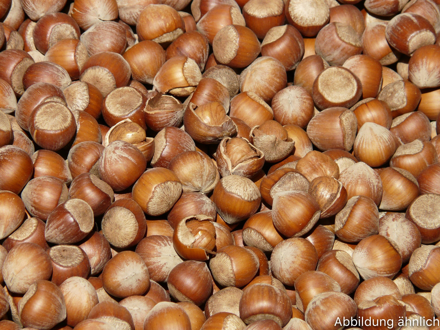 Haselnüsse (in der Schale)